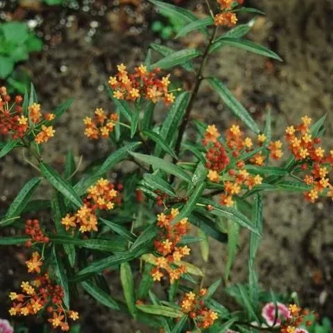 thumbnail for publication: Asclepias tuberosa: Butterfly Weed, Indian Paintbrush